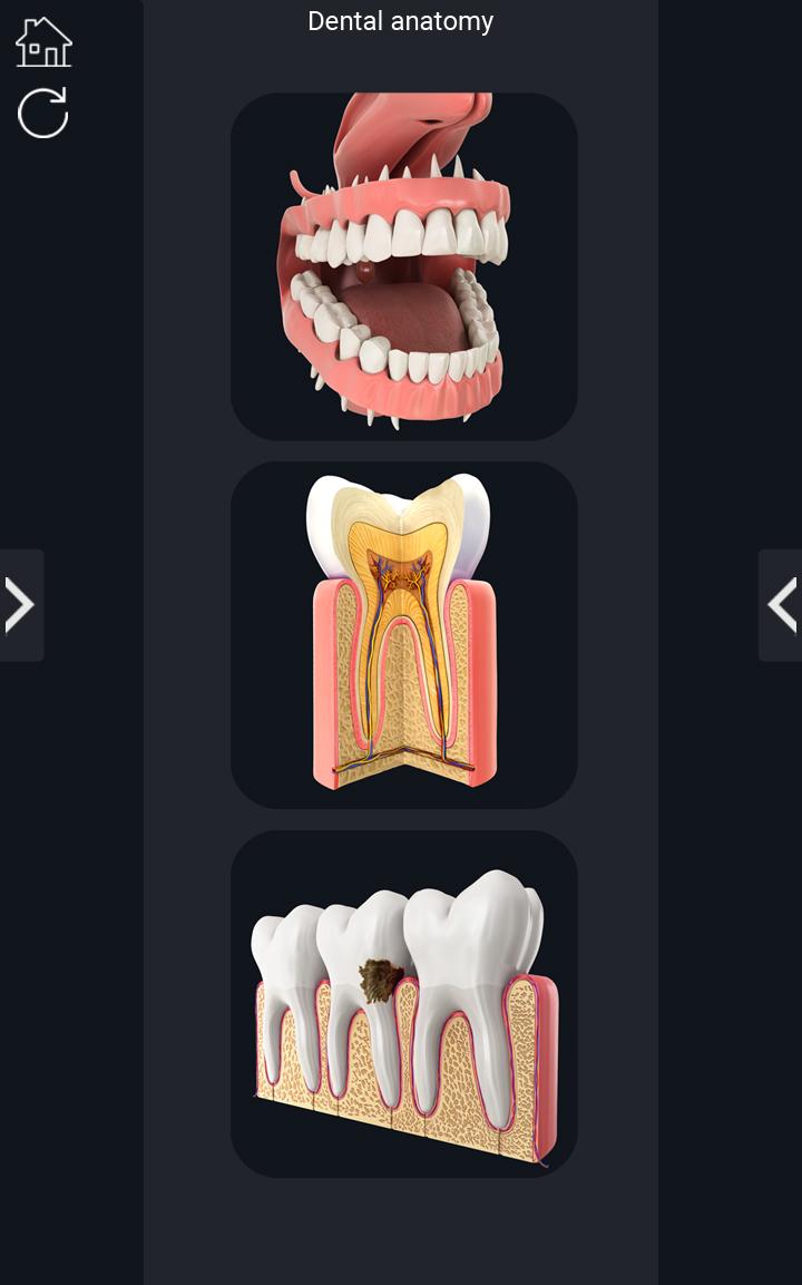 اسکرین شات 1 برنامه Dental  Anatomy