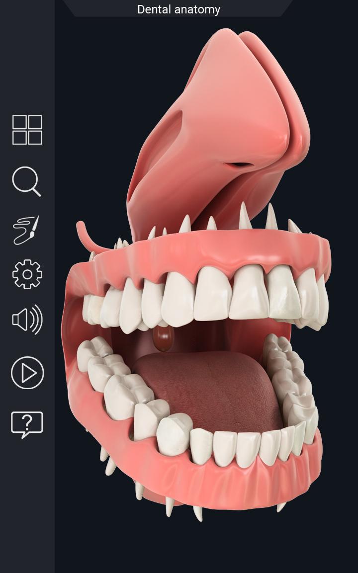 اسکرین شات 2 برنامه Dental  Anatomy