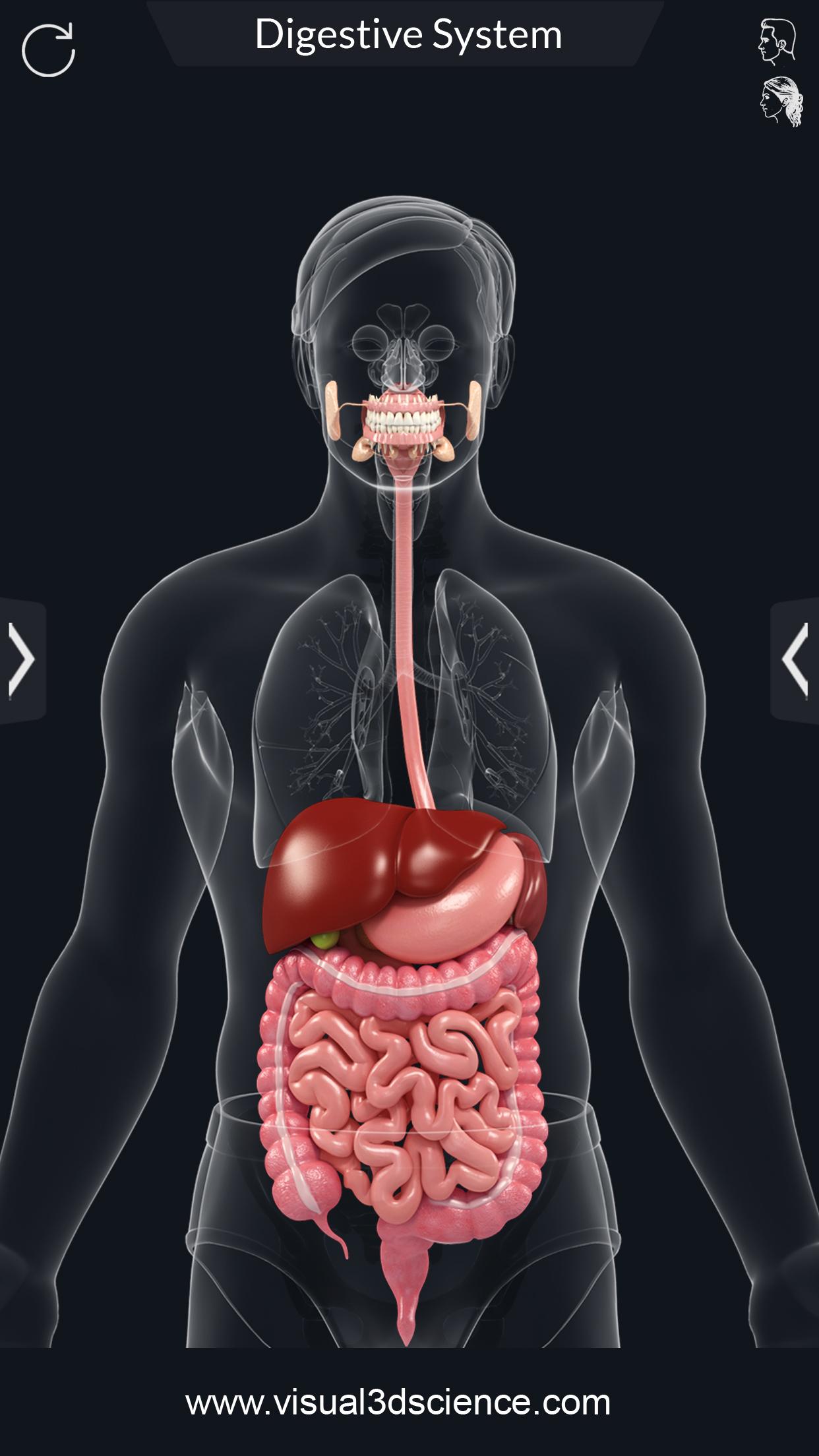 اسکرین شات 2 برنامه Digestive System
