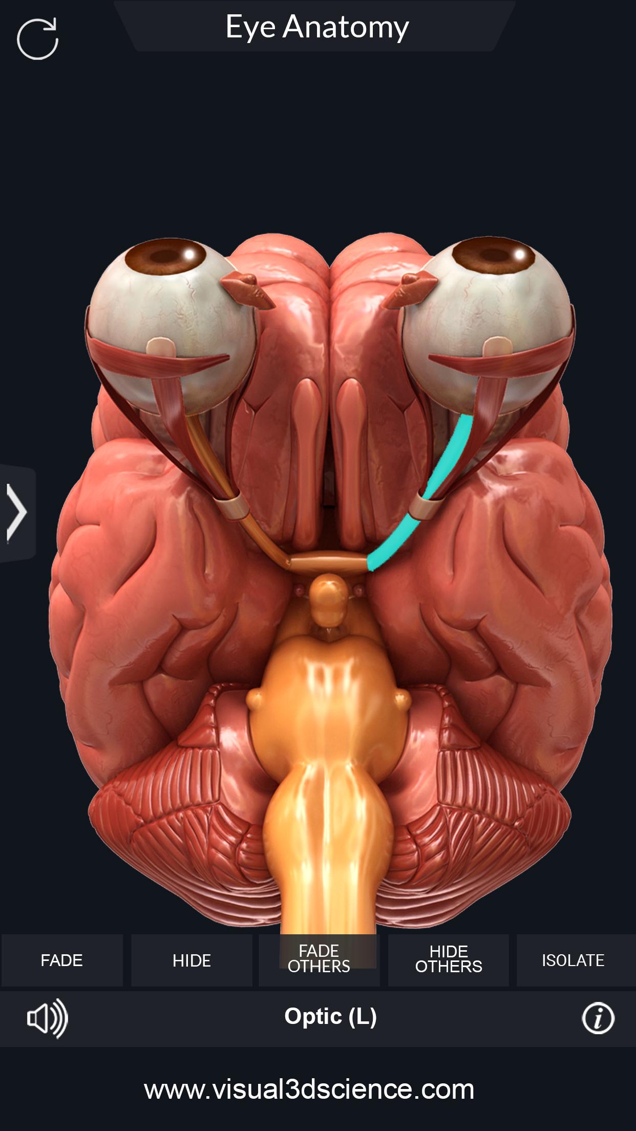اسکرین شات 7 برنامه My Eye Anatomy