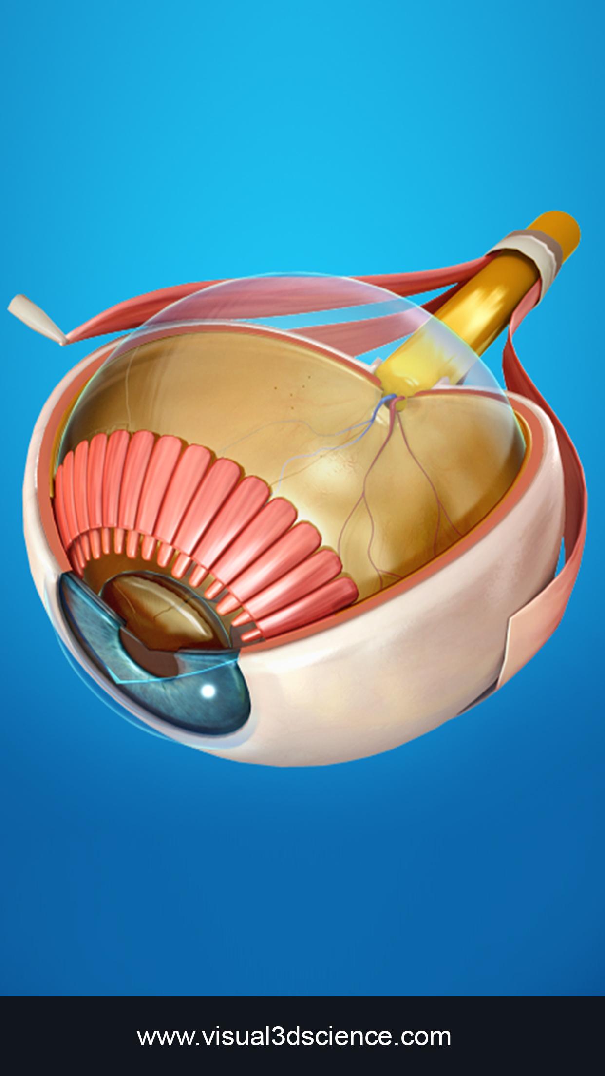 اسکرین شات 1 برنامه My Eye Anatomy