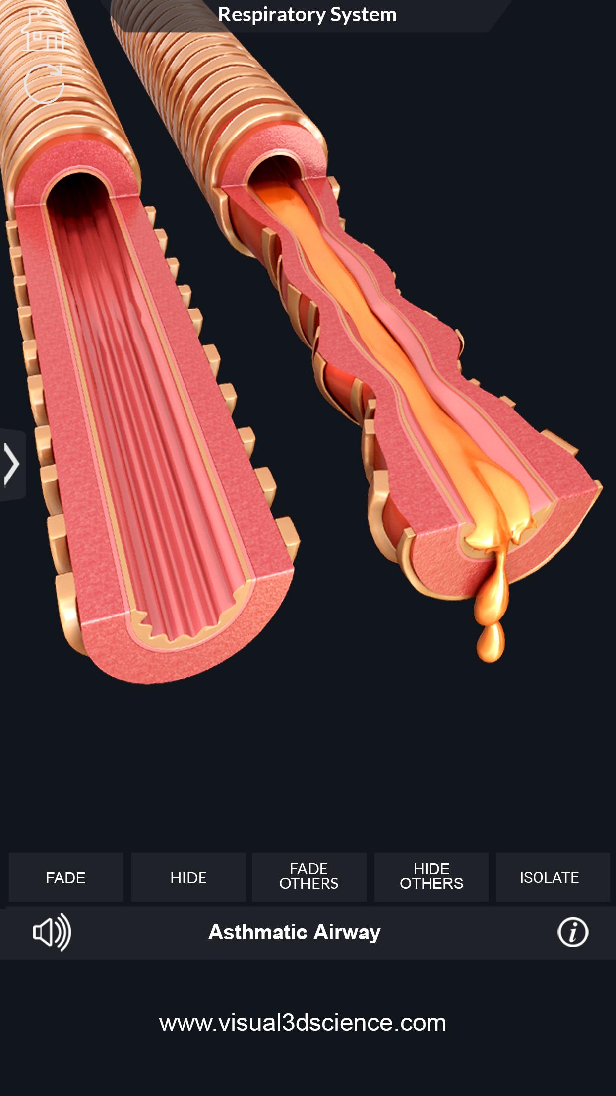 اسکرین شات 7 برنامه Respiratory System Anatomy