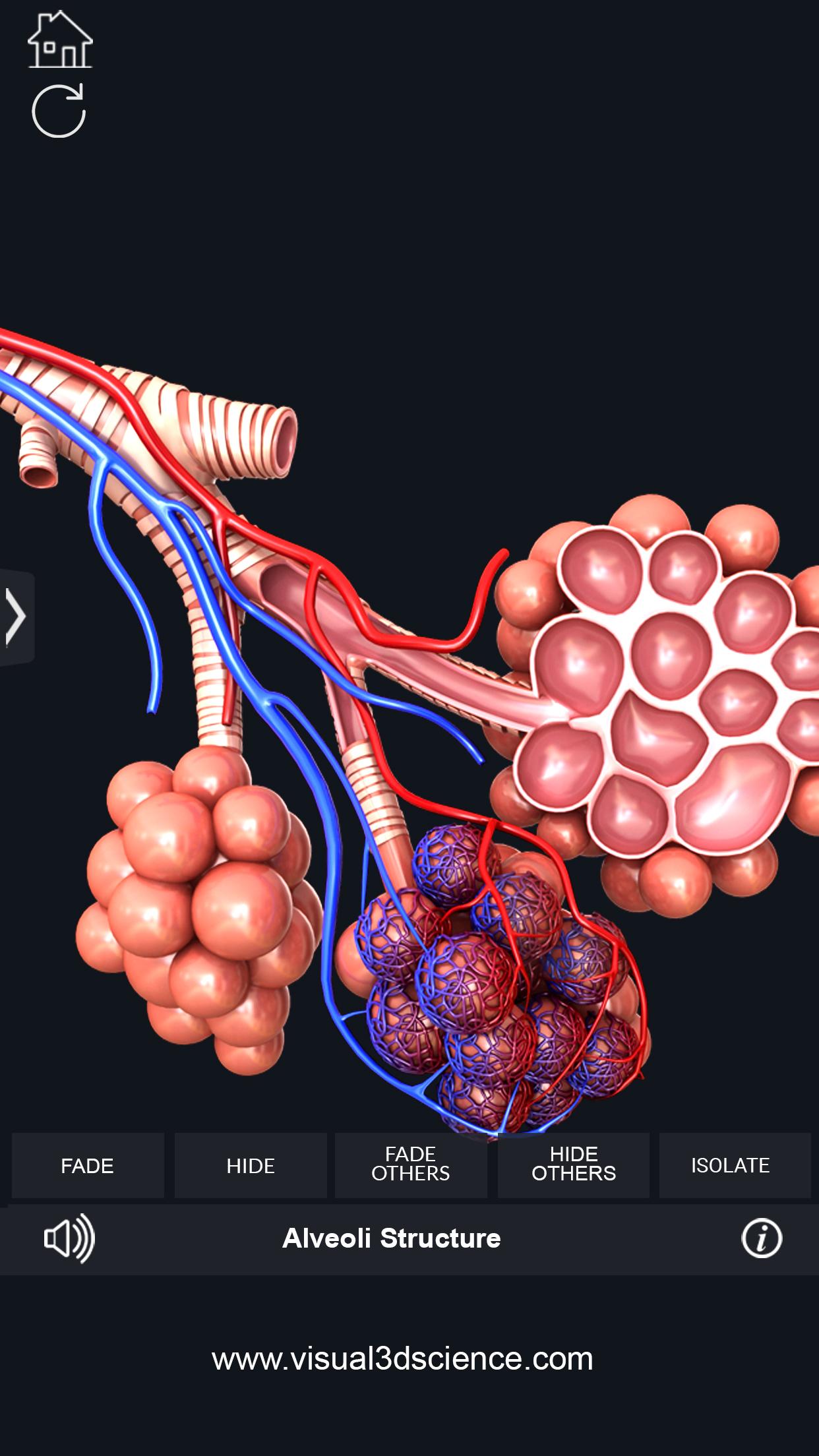 اسکرین شات 6 برنامه Respiratory System Anatomy