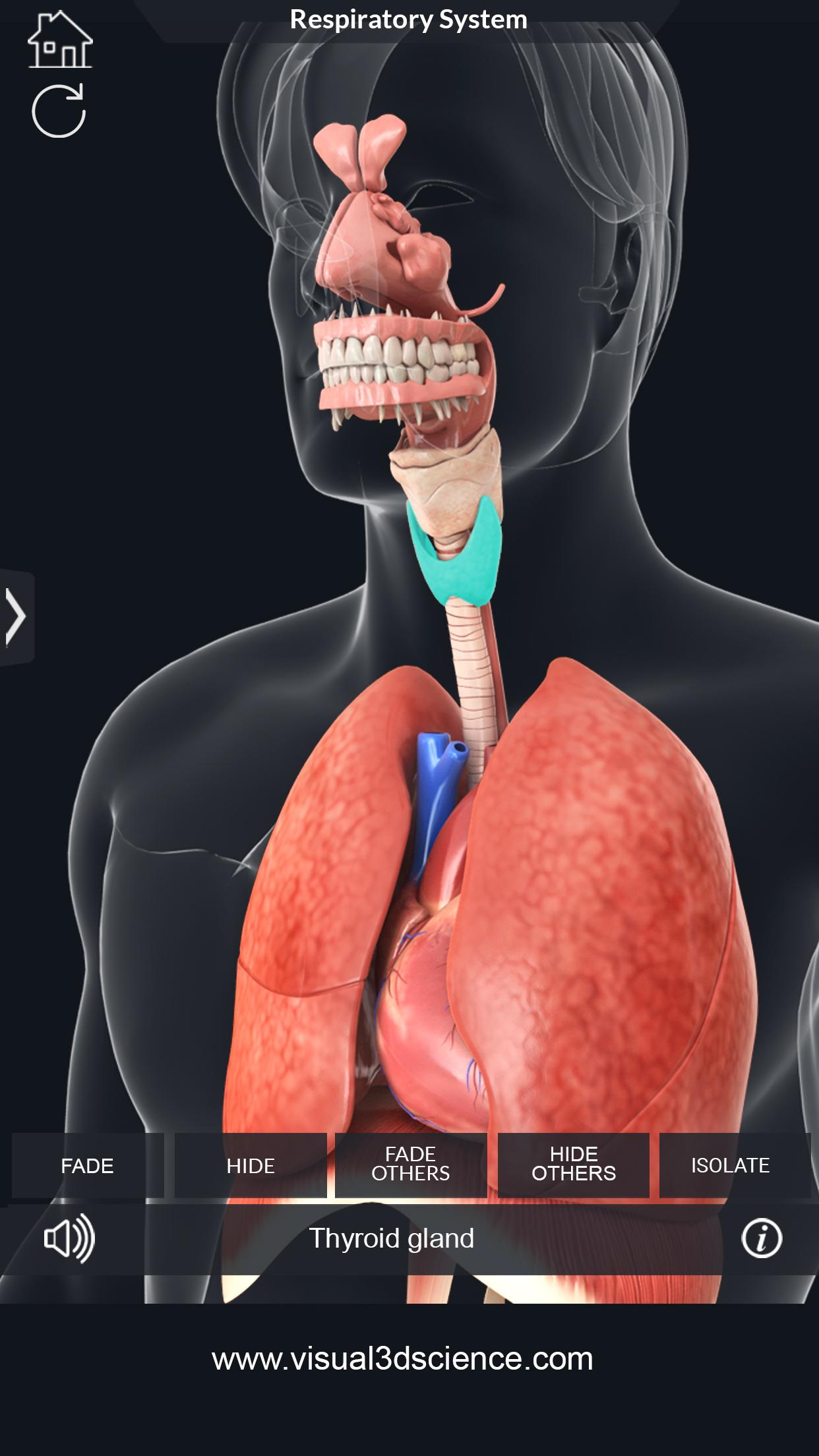 اسکرین شات 4 برنامه Respiratory System Anatomy