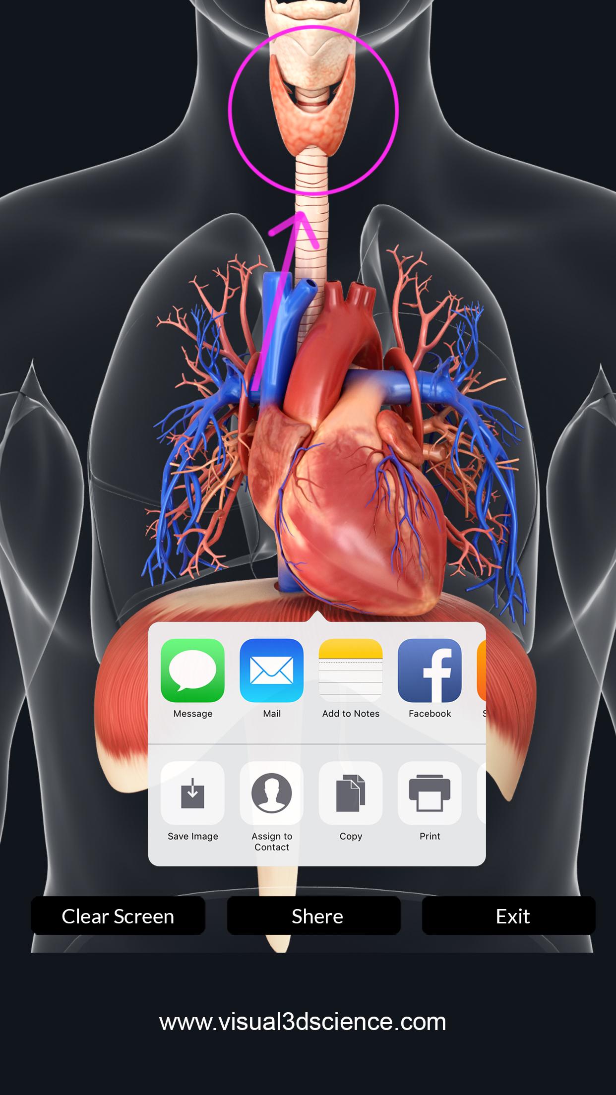 اسکرین شات 8 برنامه Respiratory System Anatomy