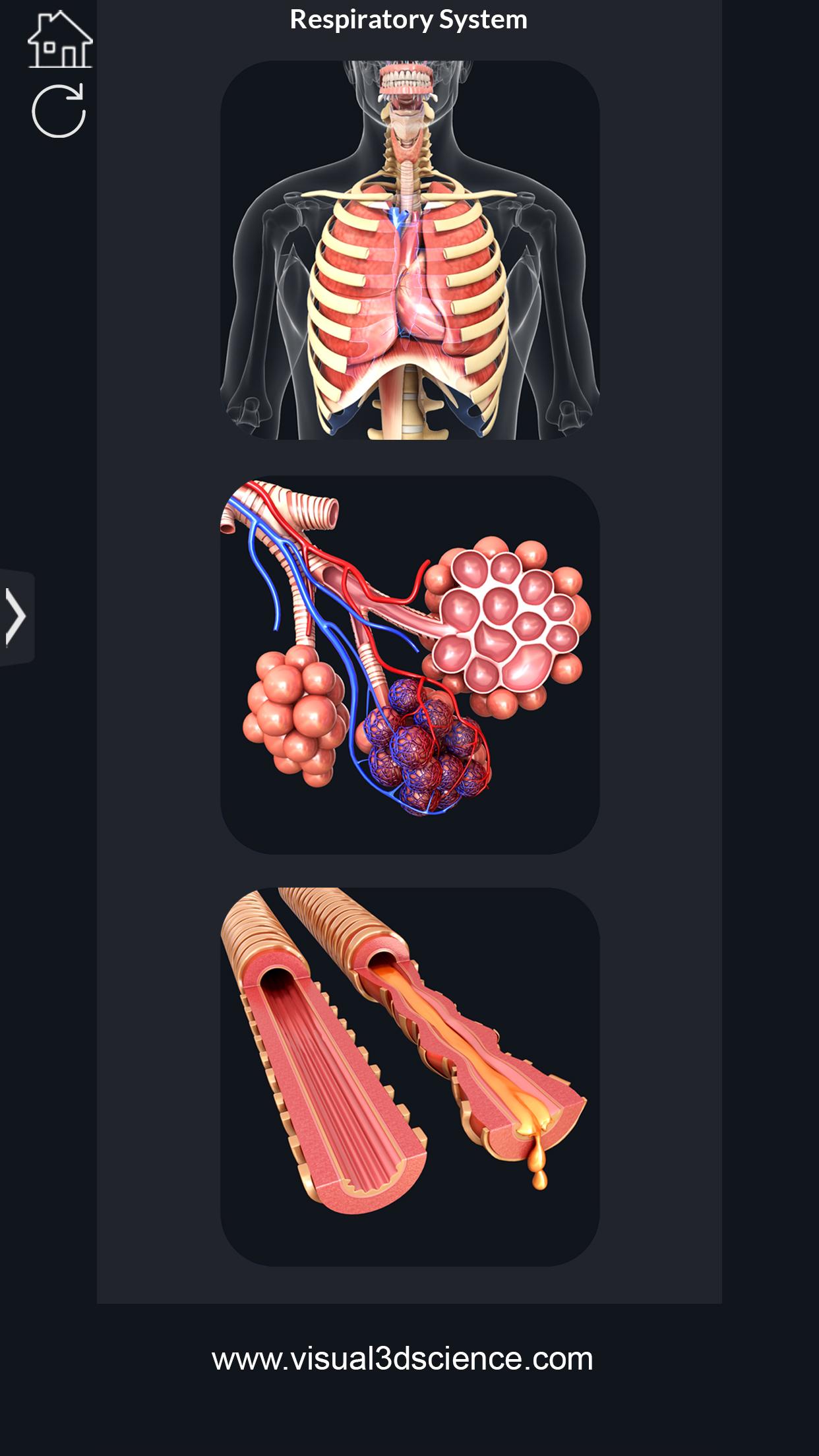 اسکرین شات 2 برنامه Respiratory System Anatomy