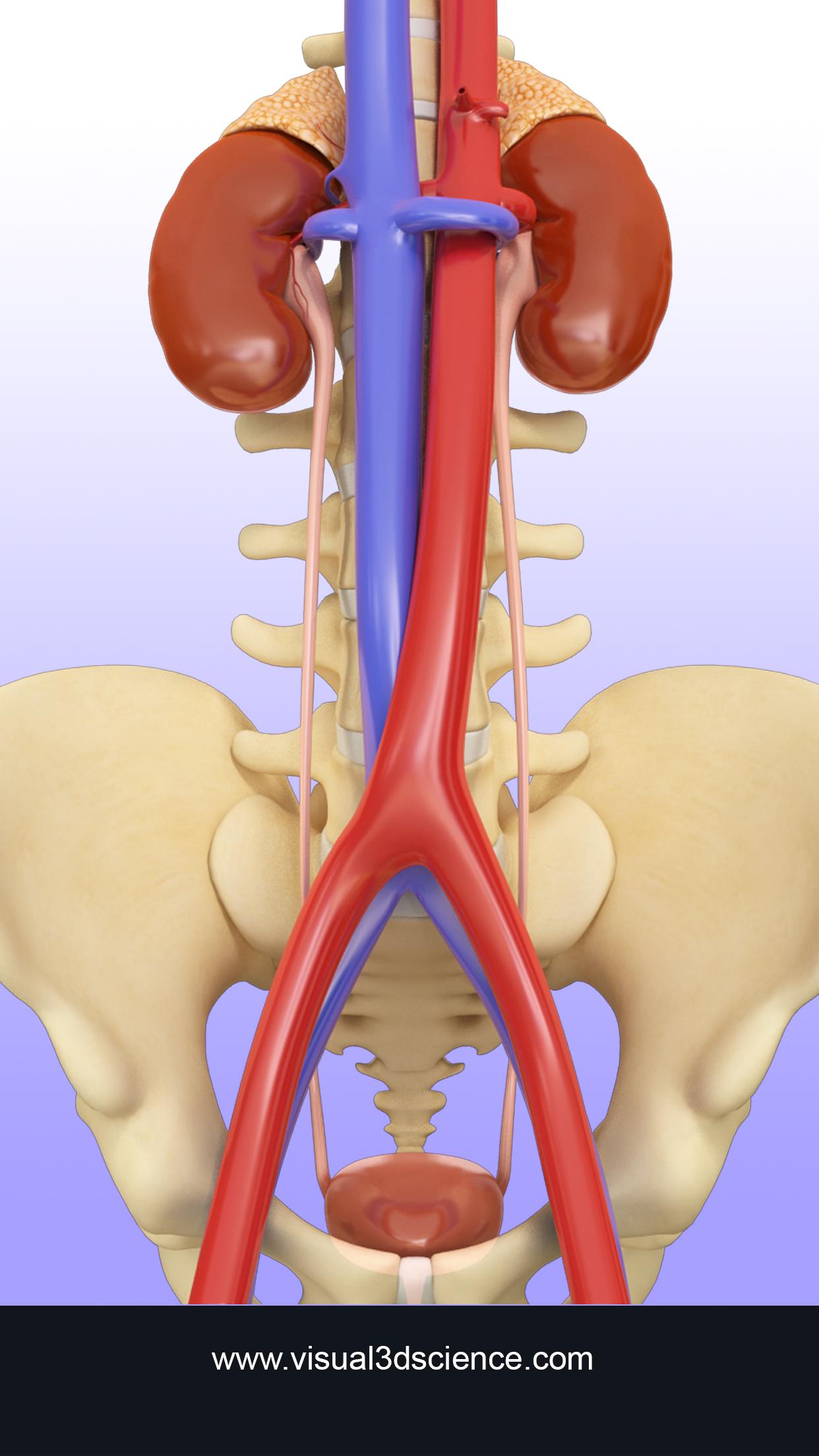 اسکرین شات 1 برنامه My Urinary System
