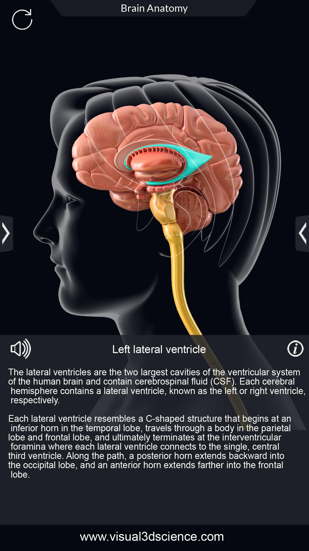 اسکرین شات 4 برنامه Brain Anatomy Pro.