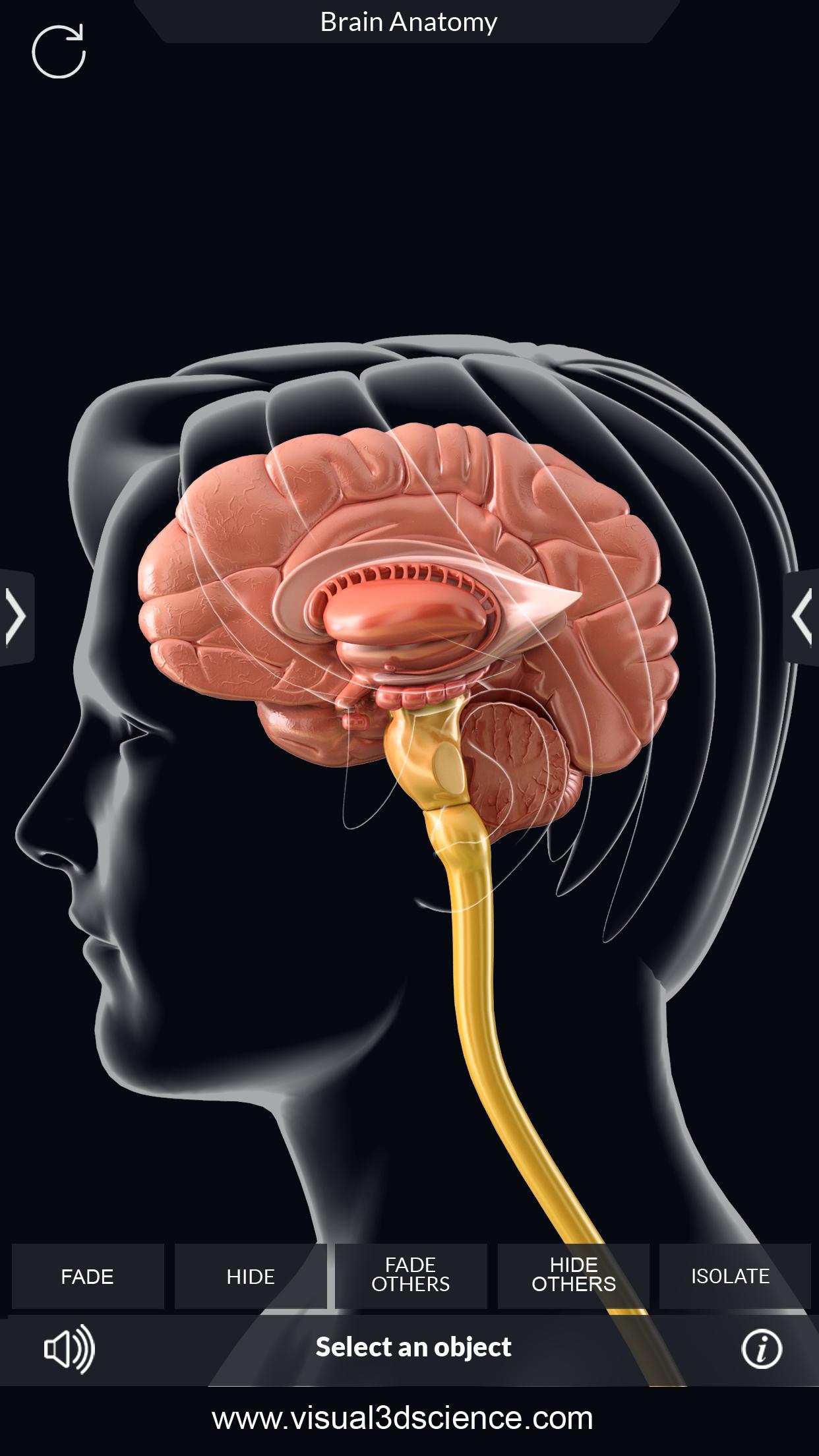 اسکرین شات 3 برنامه Brain Anatomy Pro.