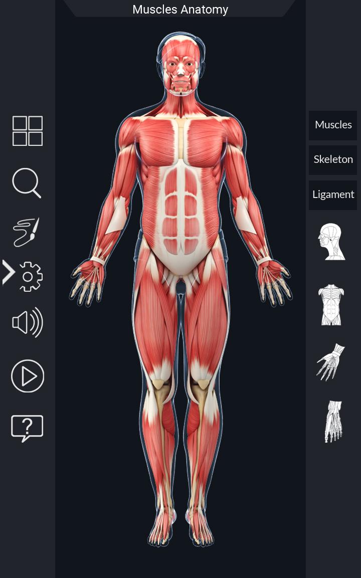 اسکرین شات 2 برنامه My Muscle Anatomy