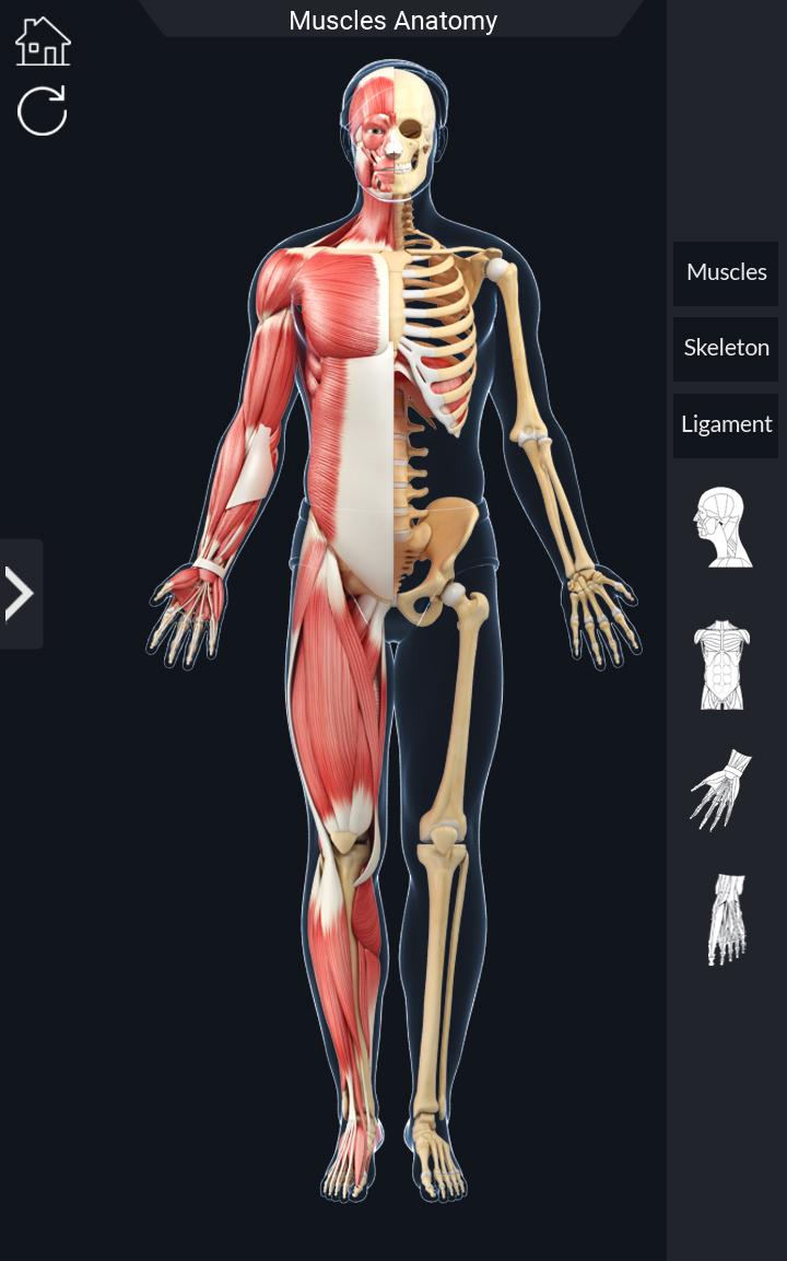 اسکرین شات 8 برنامه My Muscle Anatomy