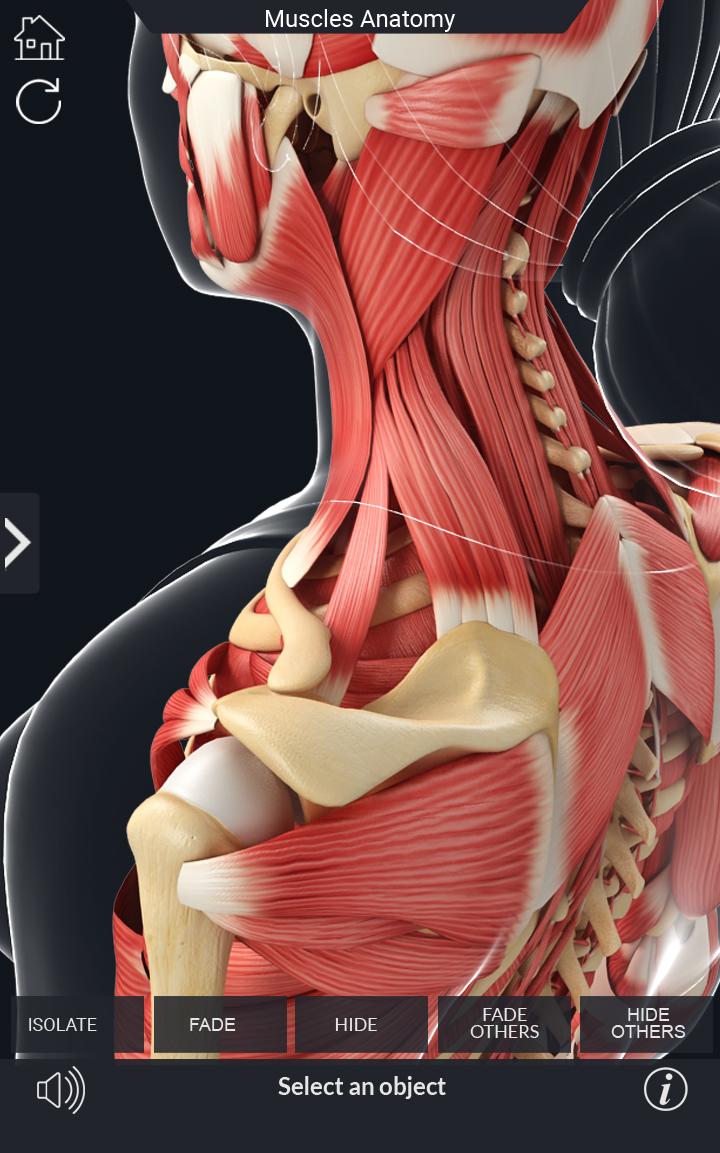 اسکرین شات 6 برنامه My Muscle Anatomy
