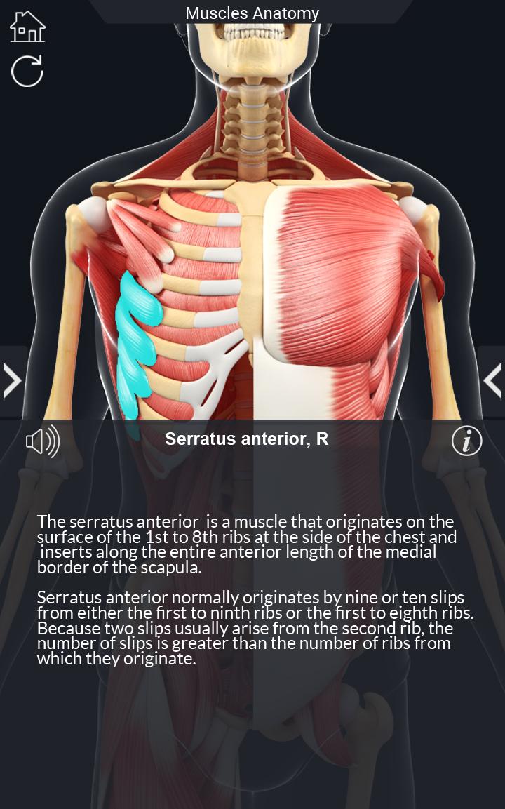 اسکرین شات 5 برنامه My Muscle Anatomy