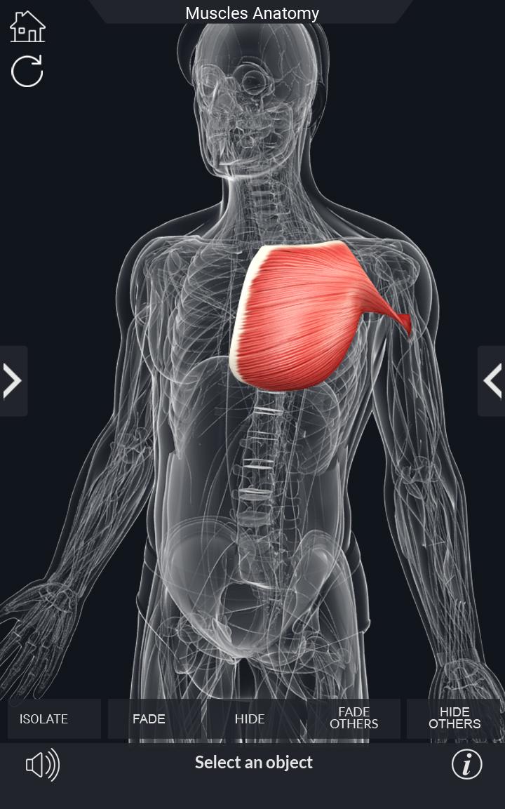 اسکرین شات 7 برنامه My Muscle Anatomy