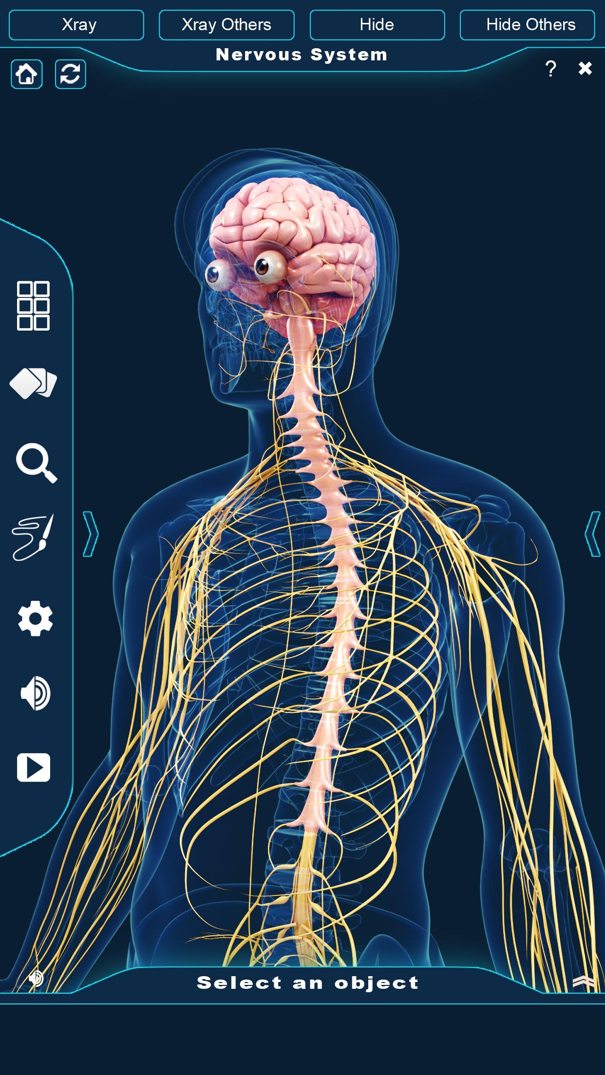 اسکرین شات 3 برنامه Nervous System Anatomy Pro.