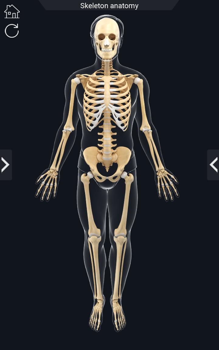اسکرین شات 2 برنامه My Skeleton Anatomy