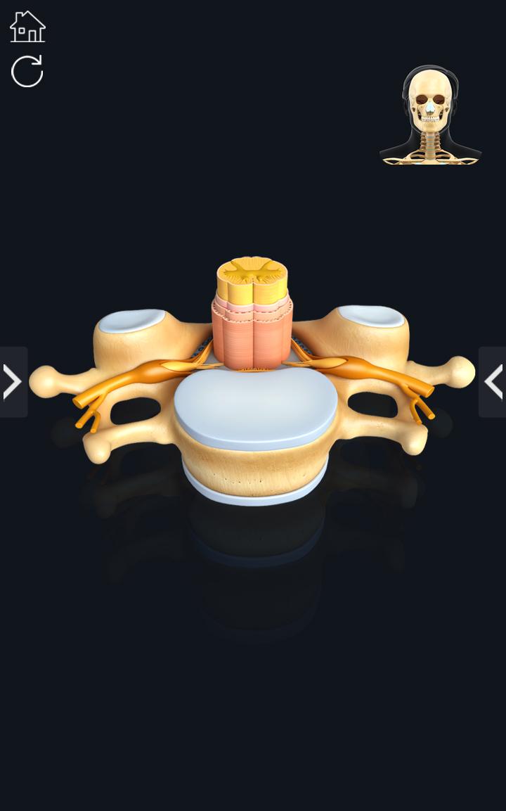 اسکرین شات 6 برنامه My Skeleton Anatomy