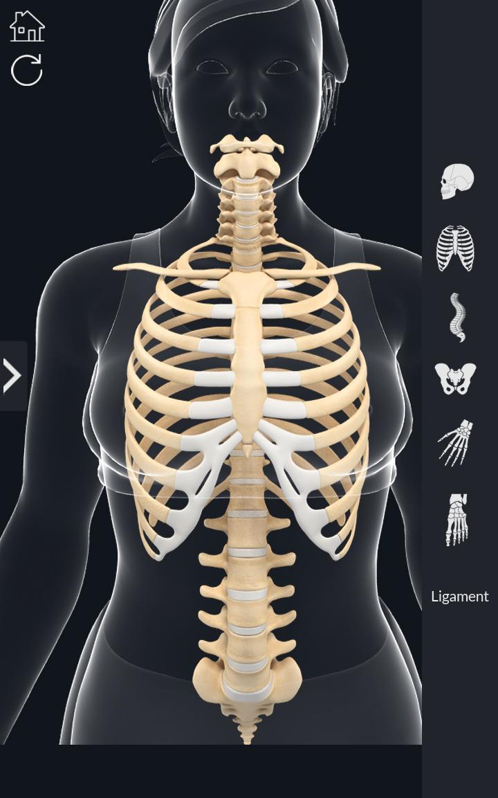اسکرین شات 5 برنامه My Skeleton Anatomy