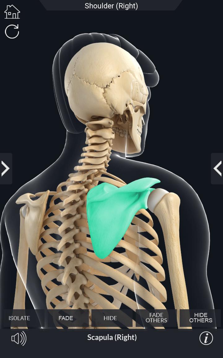 اسکرین شات 3 برنامه My Skeleton Anatomy
