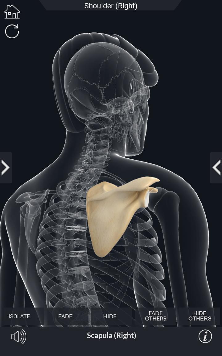 اسکرین شات 4 برنامه My Skeleton Anatomy