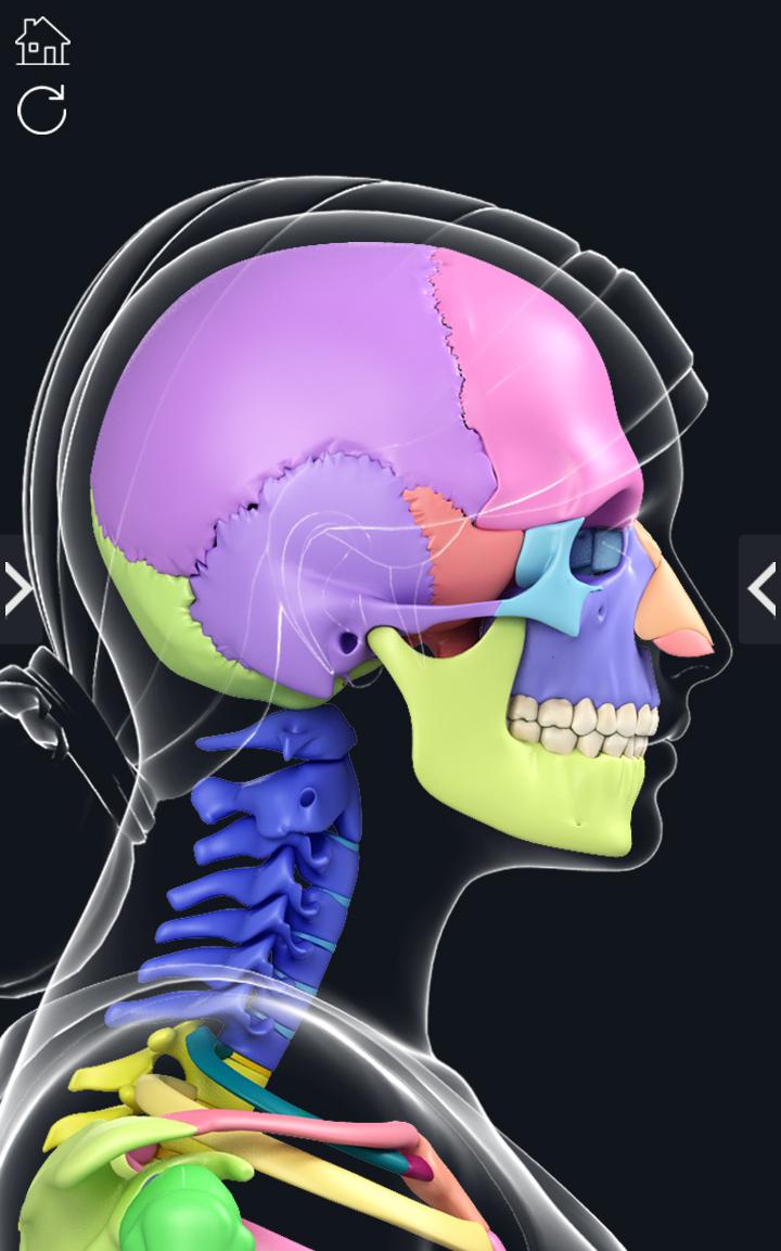 اسکرین شات 7 برنامه My Skeleton Anatomy