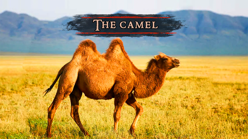 اسکرین شات 2 بازی The Camel