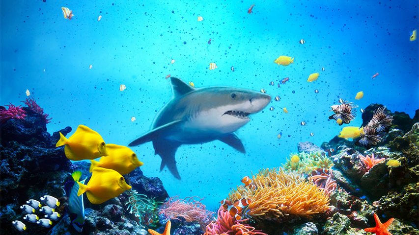 اسکرین شات 1 بازی The Shark