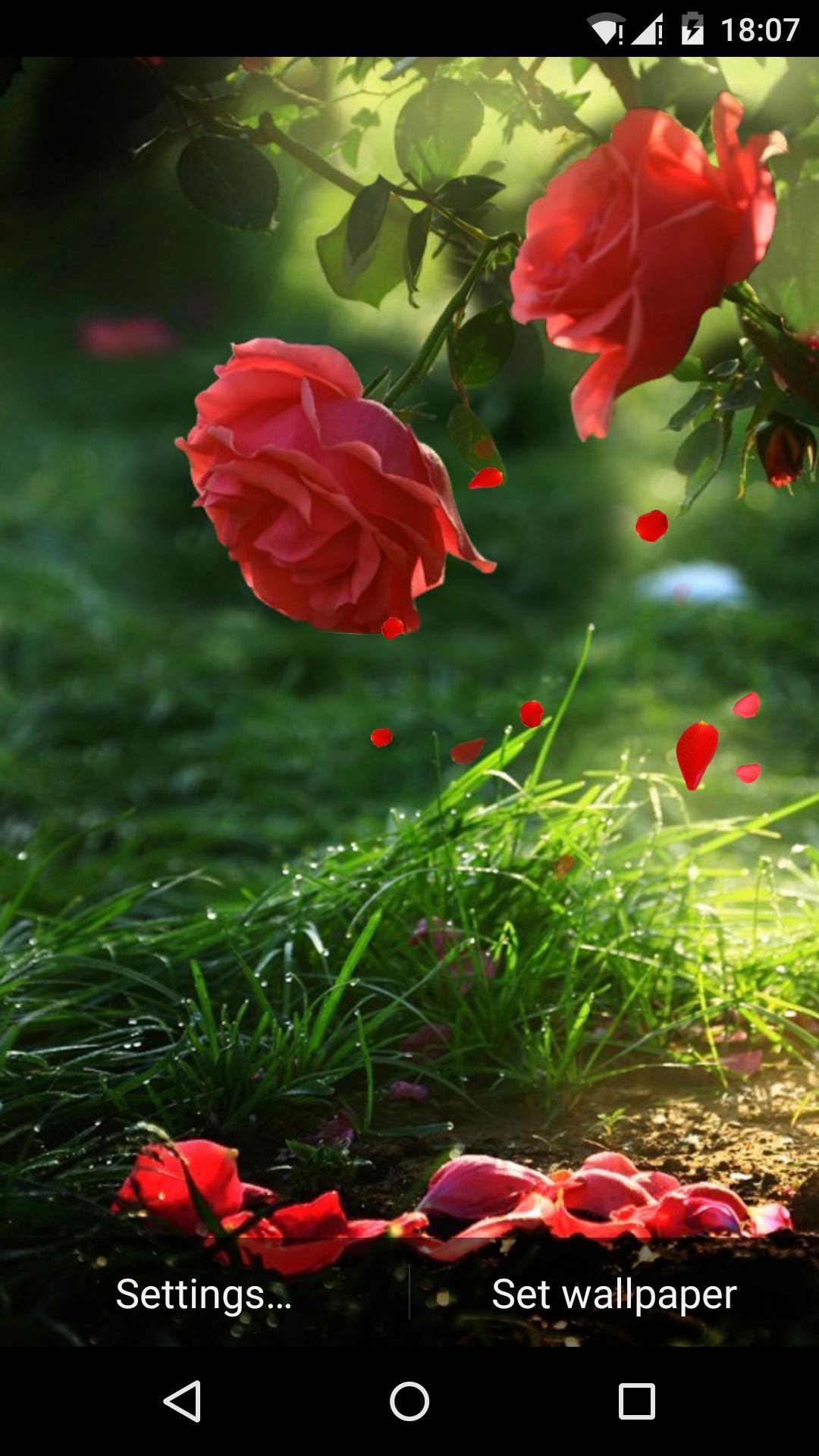 اسکرین شات 5 برنامه Red Rose Flower Live Wallpaper
