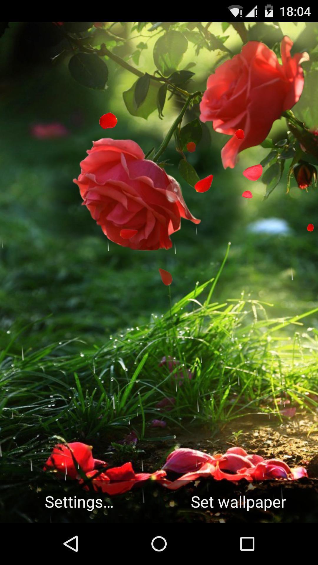 اسکرین شات 3 برنامه Red Rose Flower Live Wallpaper