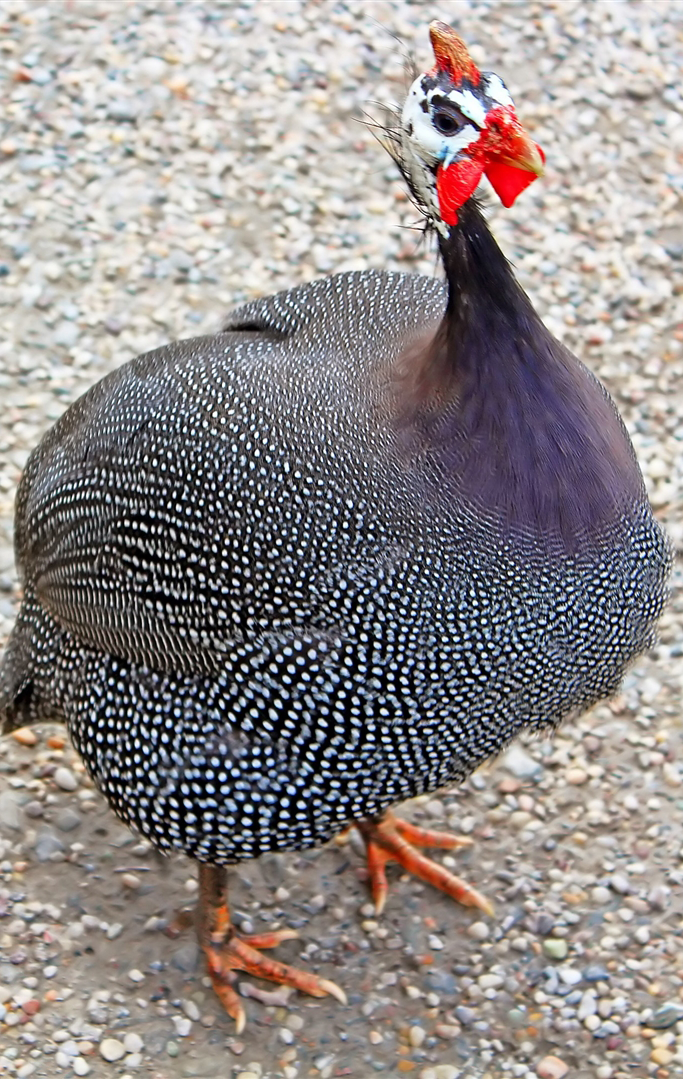 اسکرین شات 1 برنامه Guinea Fowl Sounds & Calls
