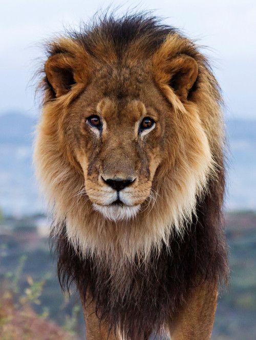 اسکرین شات 1 برنامه Lion Sounds