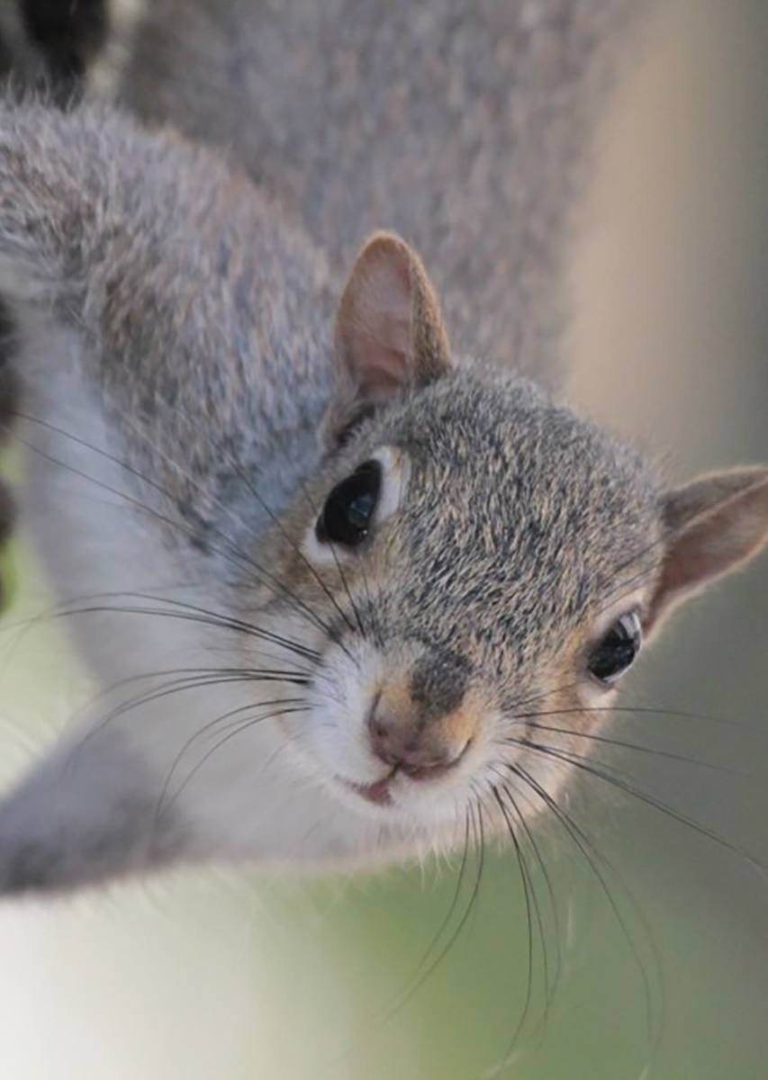 اسکرین شات 1 برنامه Squirrel Sounds