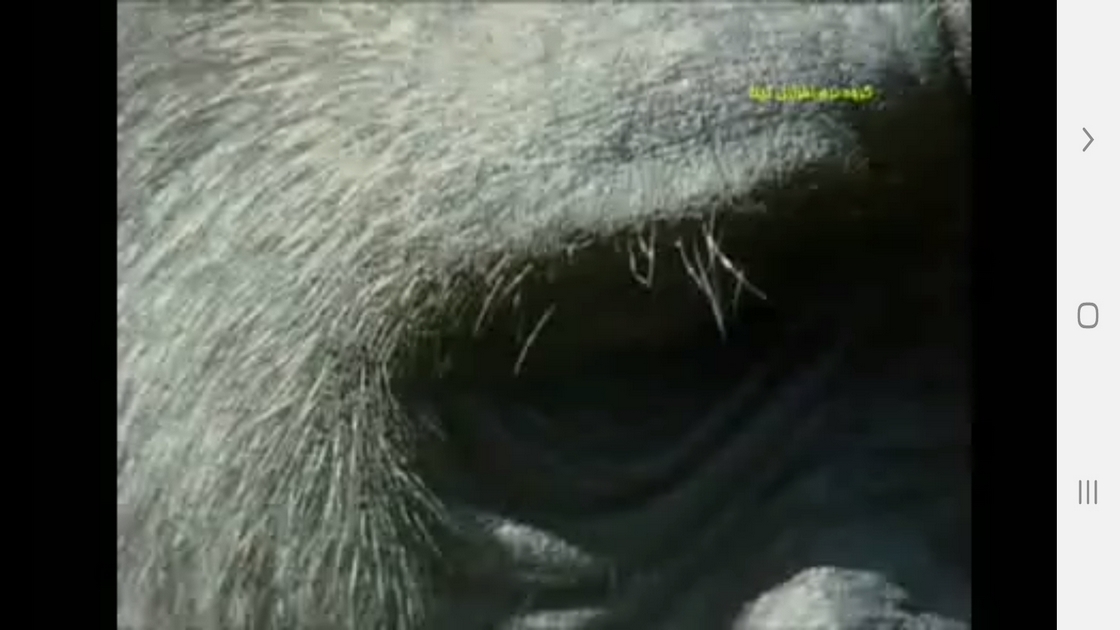 اسکرین شات 7 برنامه دانستنیهایی از عجایب بینایی حیوانات