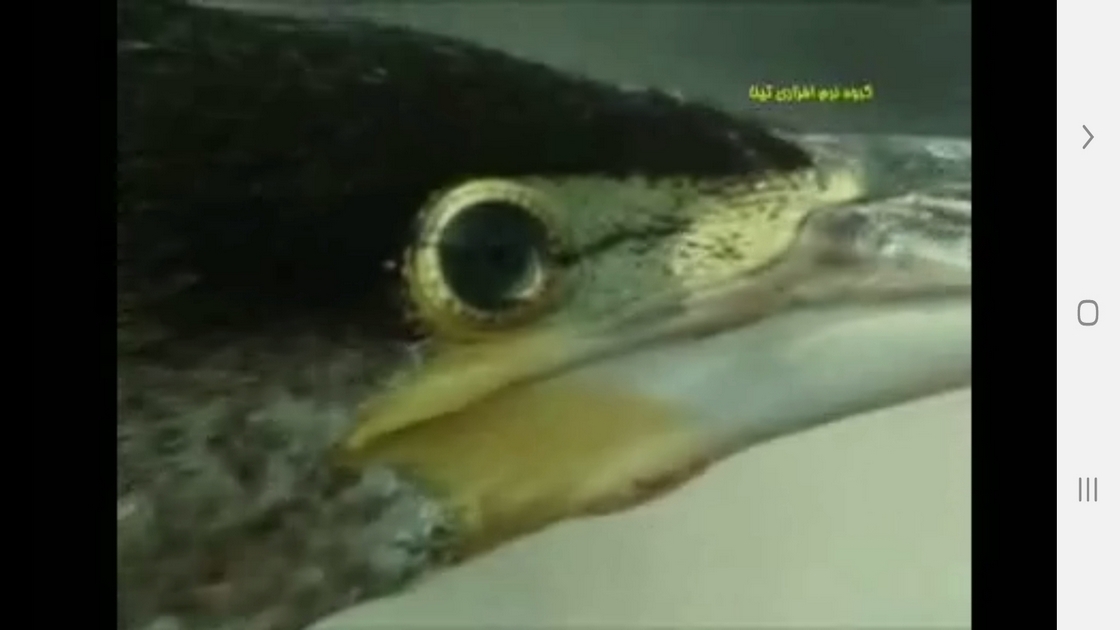 اسکرین شات 5 برنامه دانستنیهایی از عجایب بینایی حیوانات