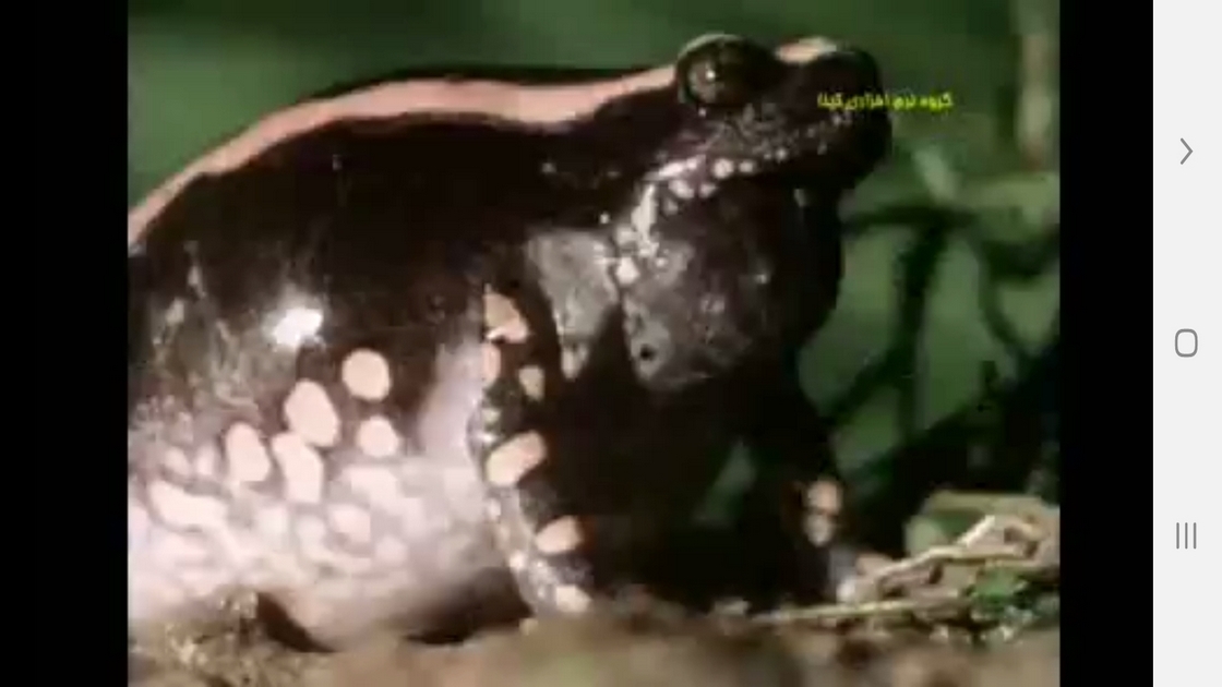 اسکرین شات 9 برنامه دانستنیهایی از عجایب شنوایی حیوانات