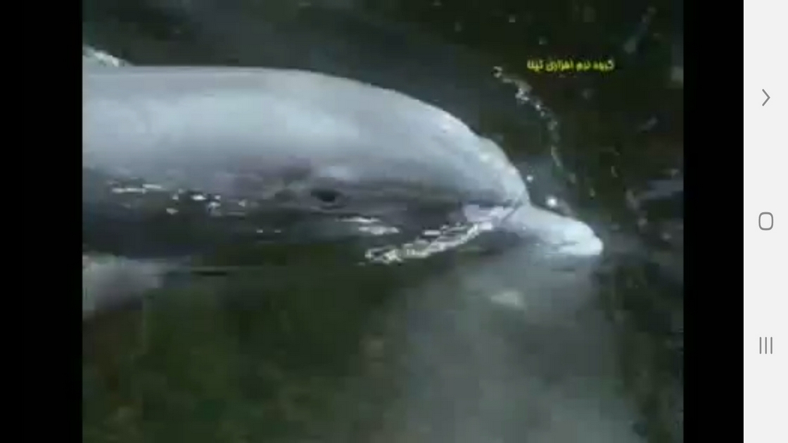 اسکرین شات 6 برنامه دانستنیهایی از عجایب شنوایی حیوانات