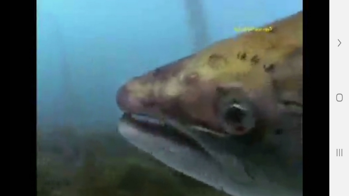 اسکرین شات 5 برنامه دانستنیهایی از عجایب بویایی حیوانات