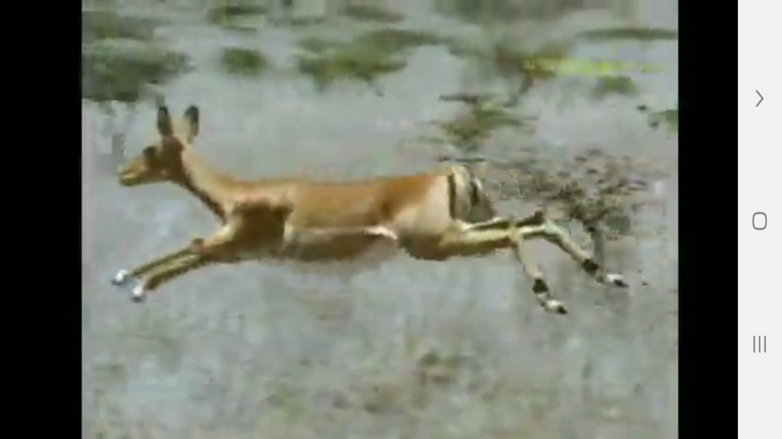 اسکرین شات 3 برنامه دانستنیهایی از عجایب بویایی حیوانات