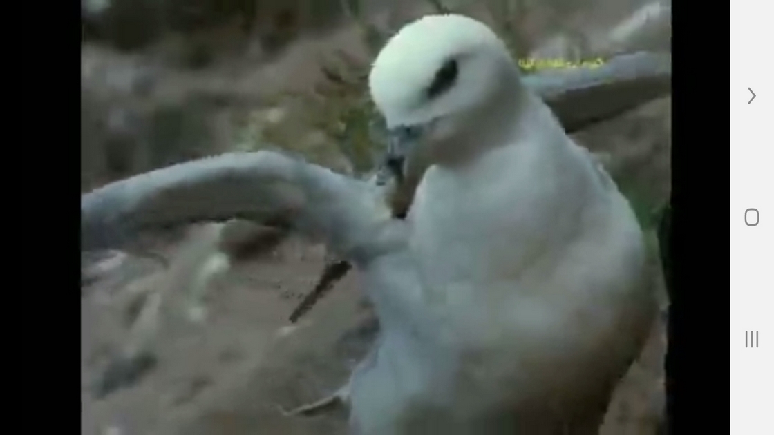 اسکرین شات 8 برنامه دانستنیهایی از عجایب بویایی حیوانات