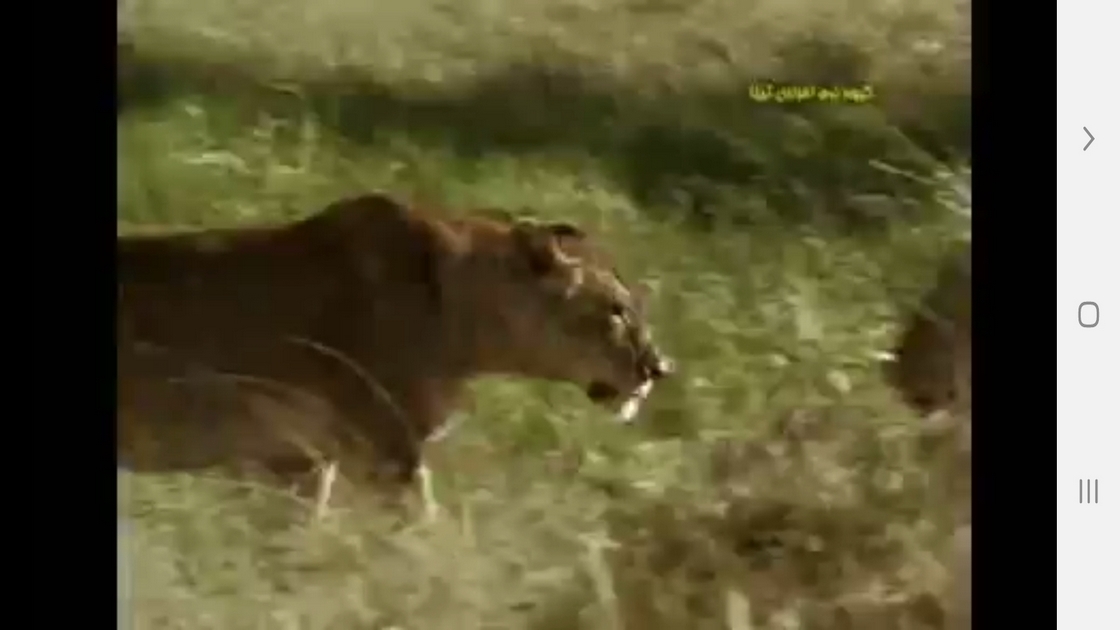 اسکرین شات 7 برنامه دانستنیهایی از عجایب بویایی حیوانات