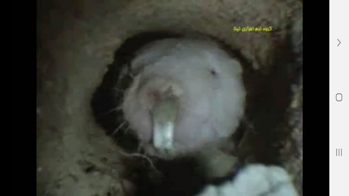 اسکرین شات 4 برنامه دانستنیهایی از عجایب بویایی حیوانات