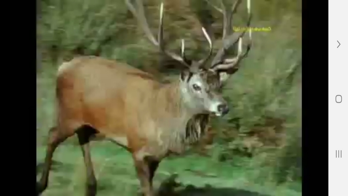 اسکرین شات 8 برنامه دانستنی هایی از درک حس زمان حیوانات