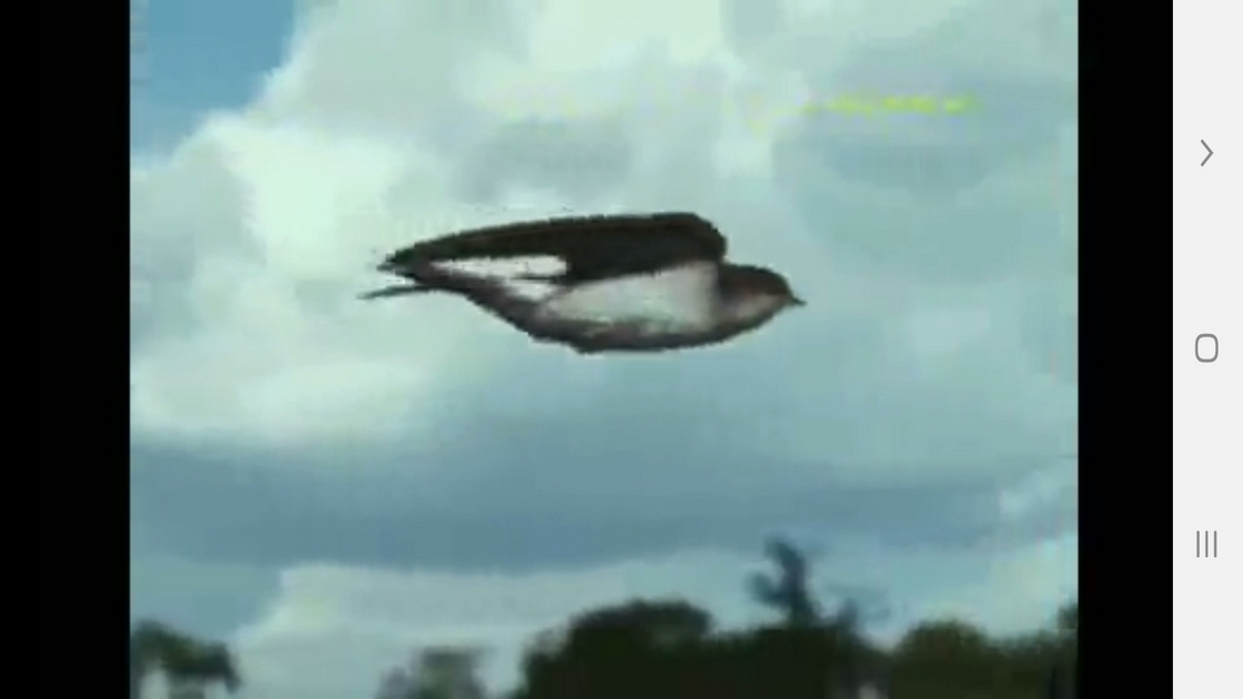 اسکرین شات 5 برنامه دانستنی هایی از درک حس زمان حیوانات