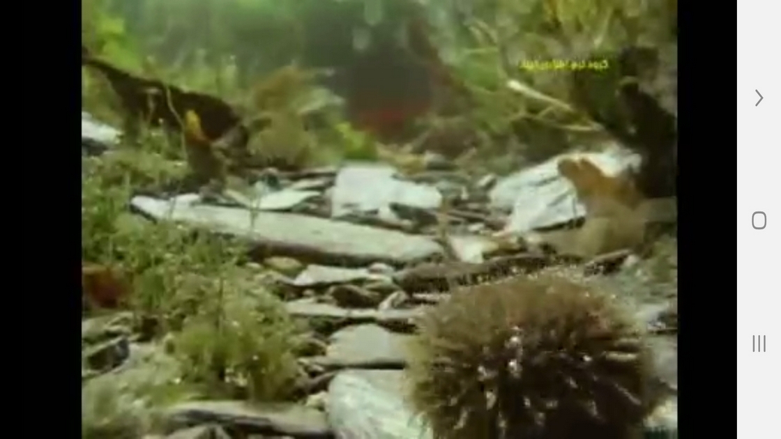 اسکرین شات 10 برنامه دانستنی هایی از درک حس زمان حیوانات