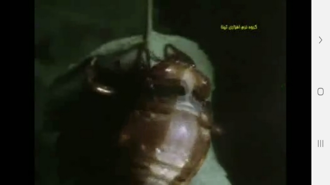 اسکرین شات 3 برنامه دانستنی هایی از درک حس زمان حیوانات