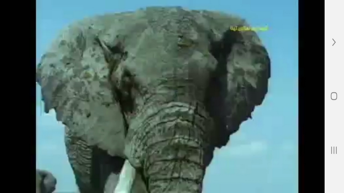 اسکرین شات 7 برنامه دانستنی هایی از درک حس زمان حیوانات