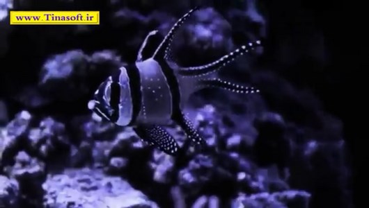 اسکرین شات 4 برنامه آموزش نگهداری ماهی های آکواریومی