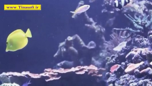 اسکرین شات 6 برنامه آموزش نگهداری ماهی های آکواریومی