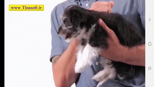 اسکرین شات 8 برنامه نحوه نگهداری و آموزش سگ های خانگی