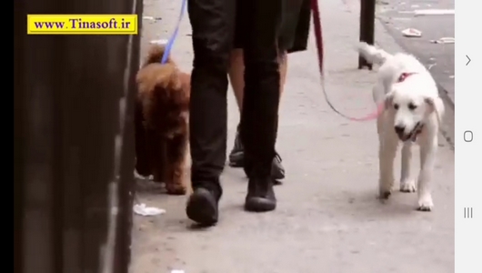 اسکرین شات 10 برنامه نحوه نگهداری و آموزش سگ های خانگی